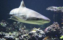 Исследование показало исчезновение акул из нескольких коралловых рифов
