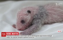 Китайские зоологи показали видео рождения черно-белой панды