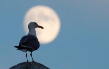 Астрофизик объяснил, почему Луна играет решающую роль для всего живого на Земле