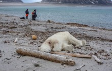 Неподалік Північного полюсу полярний ведмідь атакував туристів