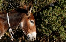 У Херсоні серед багатоповерхівок заблукав поранений віслюк (відео)