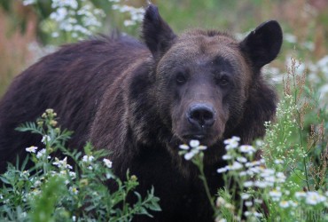 Разъяренный медведь растерзал четырех индийцев, еще троих ранил