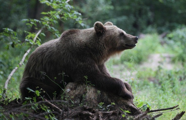 В аэропорту Дубая из грузового отсека самолета сбежал медведь