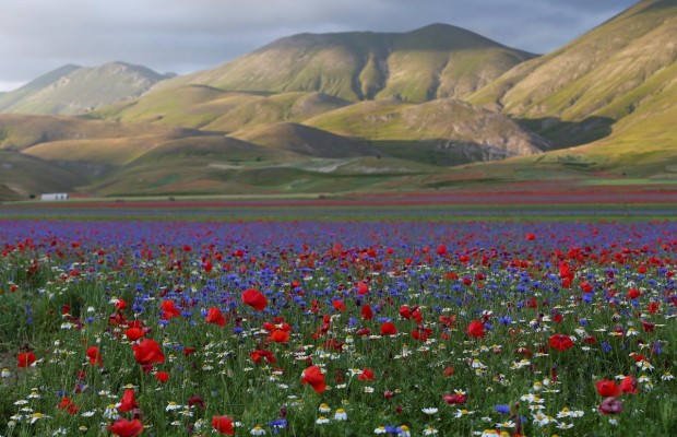 Підніжжя італійських Апеннін вкрилося барвистим килимом з польових квітів (фоторепортаж)