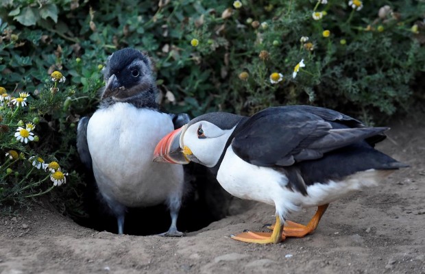 Літня спека на уельському острові Скомер (фоторепортаж)