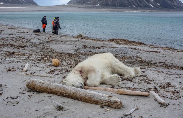 Неподалеку от Северного полюса полярный медведь атаковал туристов