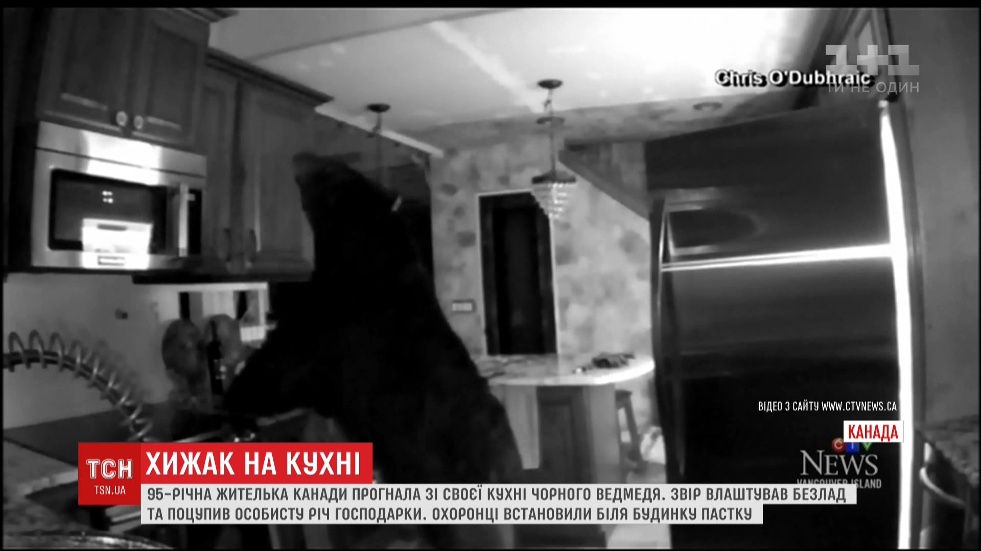 Ведмідь не знає, що повертатися - погана прикмета / Кадр з відео ТСН Ведмідь не знає, що повертатися - погана прикмета / Кадр з відео ТСН