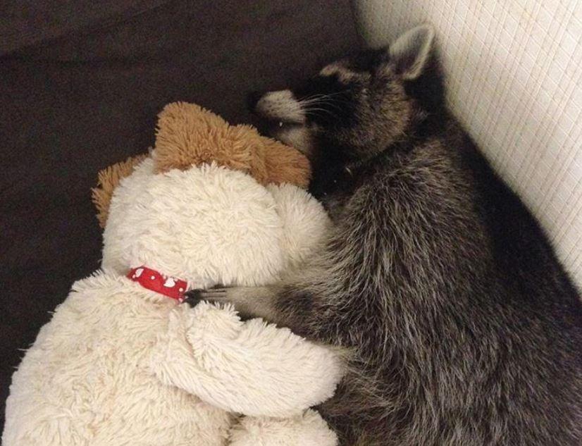 Известный в Киеве енот стал жертвой нападения грабителей / Instagram - mim_trip