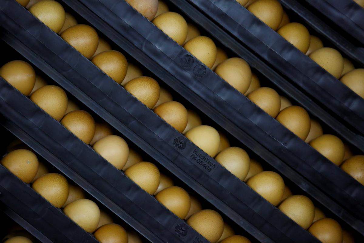 Протягом року є два пікові періоди максимальних цін на яйця / фото REUTERS