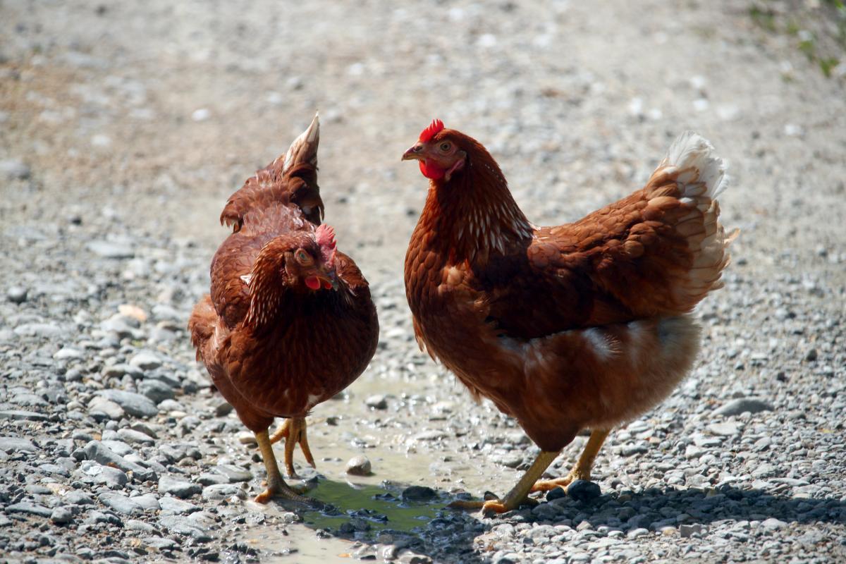 Ілюстрація / REUTERS