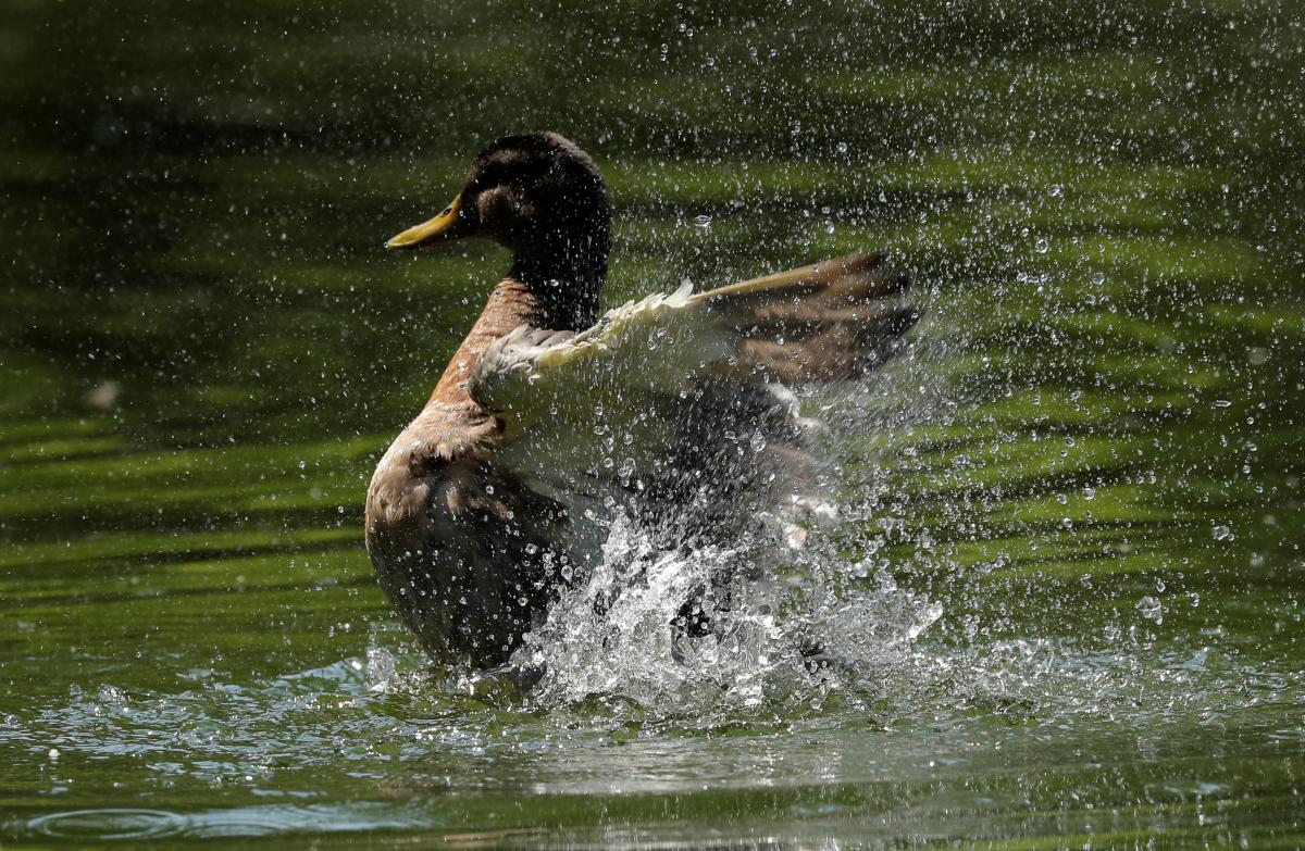 Незабаром в Україні повернеться літня спека / фото REUTERS