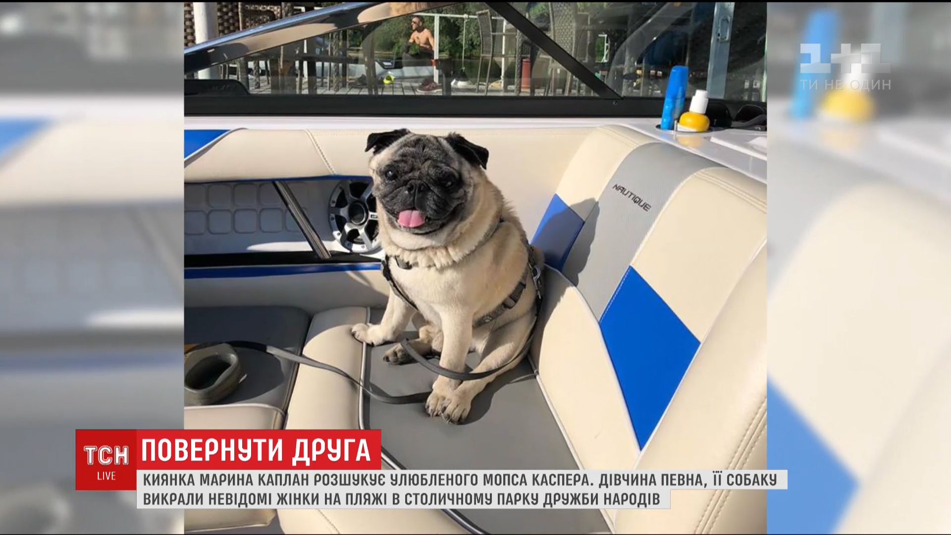 Киевлянка ждет возвращения любимца / Кадр из видео ТСН Киевлянка ждет возвращения любимца / Кадр из видео ТСН
