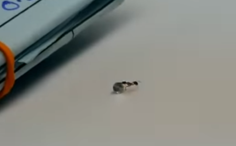 Мураха спробувала вкрасти діамант з ювелірного магазину / скріншот