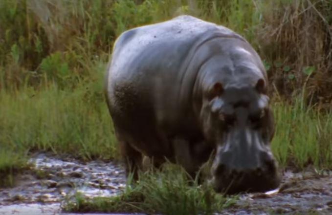 У Танзанії бегемоти вбивають людей / Скріншот, Youtube - ZooPicture