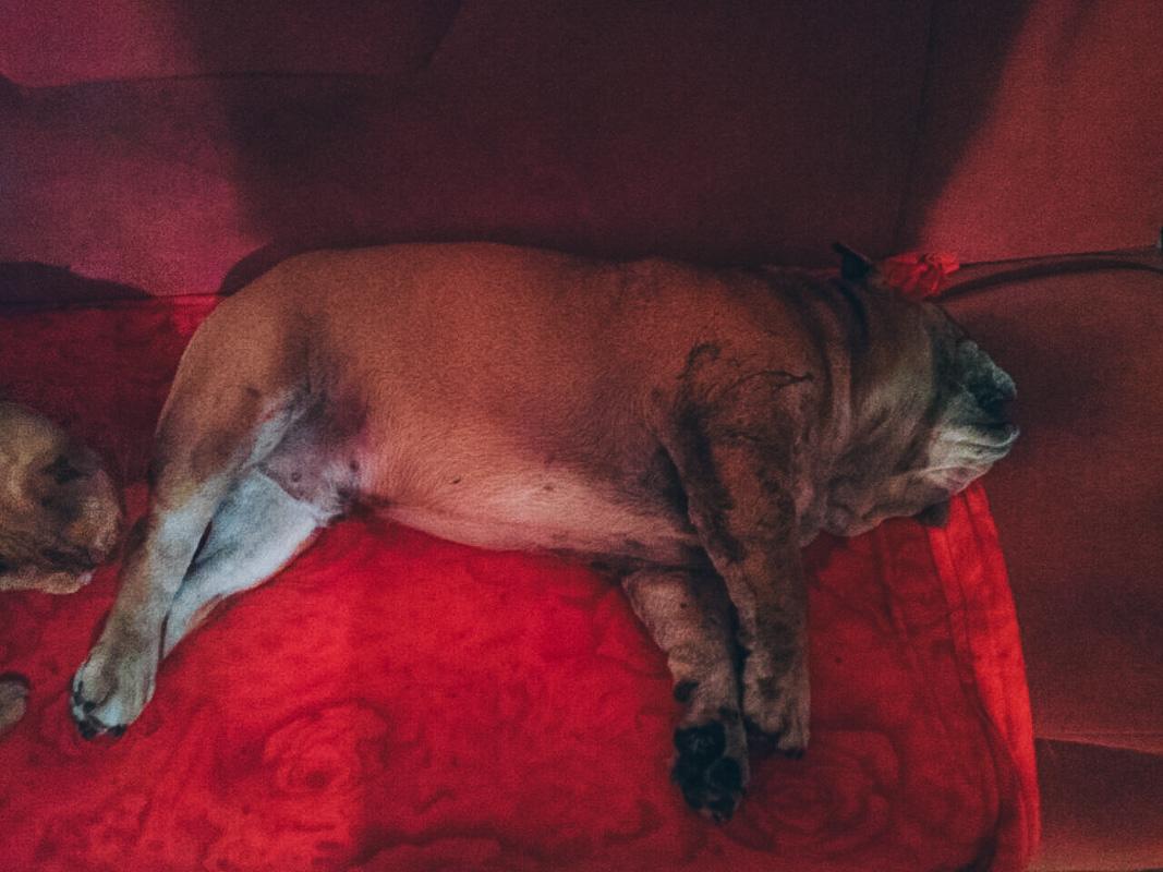 Стафф решил, что парк - его территория, и бульдогу там не место / Фото kiev.informator.ua