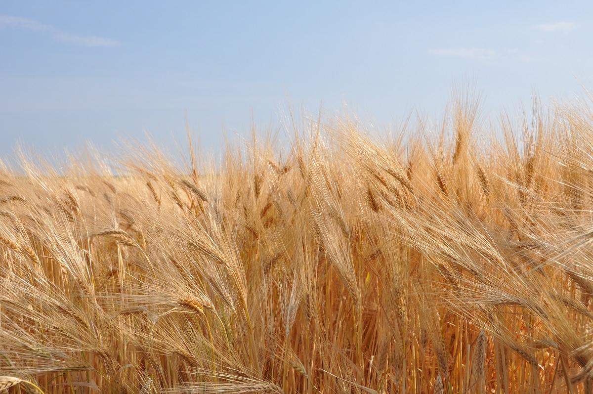 В Ukrlandfarming Бахматюка похвалилися хорошим урожаєм зернових В Ukrlandfarming Бахматюка похвалилися хорошим урожаєм зернових