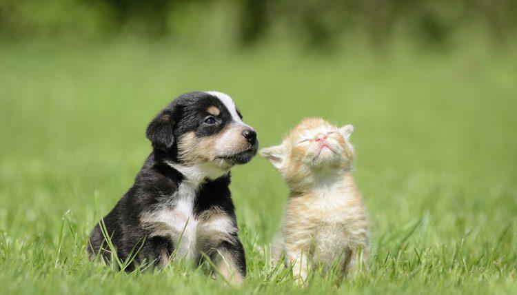 Британское правительство позаботилось о щенках и котятах / Фото animals.mom.me