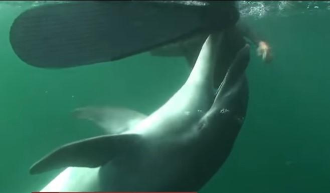 На кадрах видно, как военный берет дельфина и отпускает в открытое море \ скриншот видео ТСН