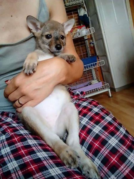 Женщина настолько привязалась к щенкам, что не смогла отдать их в зоопарк \ Metro Женщина настолько привязалась к щенкам, что не смогла отдать их в зоопарк \ Metro