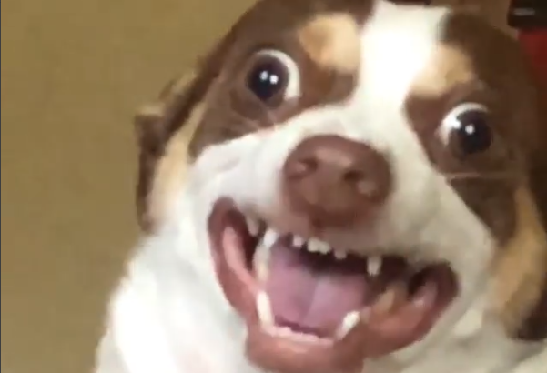 Пес Містер Бабз став зіркою інтернету / скрішот