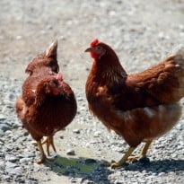 В Днепропетровской области мужчина выгуливал домашнюю курицу на поводке (видео)