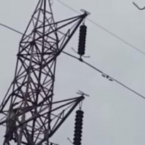 Обезьяна прыгнула с 50-метровой вышки и стала звездой сети (видео)