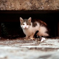В Херсоне могут уничтожить всех бездомных собак и кошек (видео)