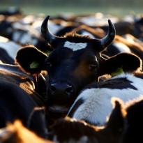 Ukraine will ship milk, dairy products to Saudi Arabia
