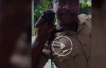 В Майами спасли котенка, который застрял в машине (видео)