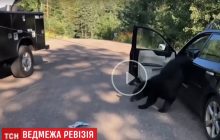 Ведмежа ревізія: у США ведмідь розніс машину і заснув на сидінні (відео)