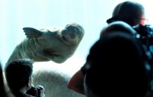 У зоопарку Гамбурга показали півторамісячне дитинча моржа (фоторепортаж)