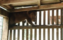 В Яремче місцеві жителі знайшли переляканого ведмедика, який боявся злізти з дерева (фото)