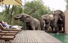Поселение на юге Китая страдает от визитов слона (видео)