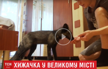 Любить солодощі і дружить з собаками: у Вінниці подружжя поселило в квартирі лисицю (відео)