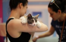 Любити котів - це нормально: в Каліфорнії пройшов CatCon (фоторепортаж)