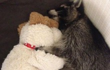 Известного киевского енота Боба Марли избили: владелец говорит о повреждениях головы и зубов животного