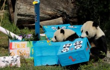 День "ми-ми-ми" в австрийском зоопарке: популярные панды-близняшки отпраздновали свой день рождения (фото)