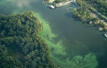 Зеленый кисель: экологи бьют тревогу из-за "цветущей" воды в Днепре, которая нас "убивает" (фото)