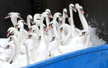 В Гамбурге из-за адской жары знаменитых лебедей с озера Альстер пришлось переселить в зимний вольер (фоторепортаж)