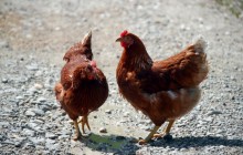 Ukraine cuts poultry exports by 22% in Jan – customs