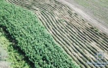 На Одещині поліція знищила величезне поле коноплі (фото, відео)
