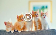 Уши, лапы и хвосты: сегодня отмечается Всемирный день кошек (видео)