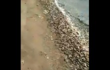 В Азовском море массово гибнут бычки (видео)