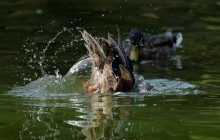 Від завтра дощі та грози відступають, на всій території України буде сонячно (карта)