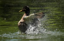 Готуйте панамки: сьогодні Україну охопить 30-градусна спека (карта)