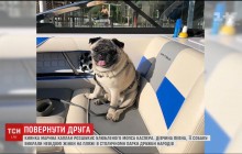 Киянка розшукує мопса, якого поцупили серед білого дня (відео)