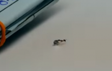 Дрібна грабіжниця: в Італії мураха намагалася вкрасти з ювелірного магазину діамант (відео)