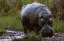 В Кении Бегемот убил туриста с Тайваня