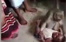 В Индии агрессивная обезьяна взяла в заложники ребенка: в "переговорах" не помогали даже вкусности (видео)