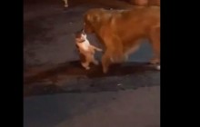 Пес спас кота от драки и стал звездой сети (видео)